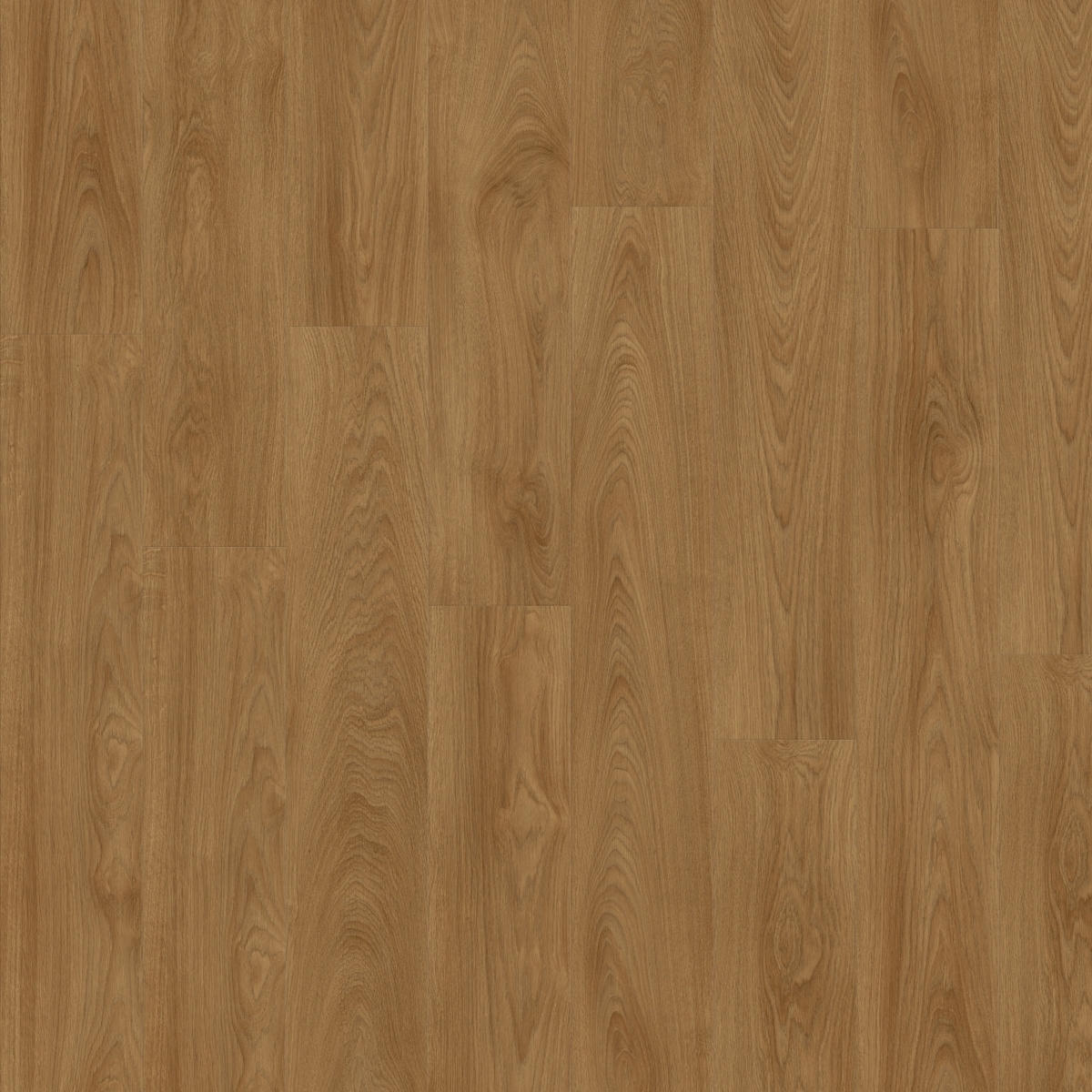 Laurel Oak