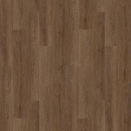 6244 Дуб Веларус античный