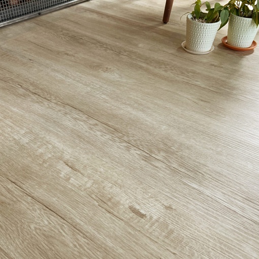 Q-10 Дуб Челси