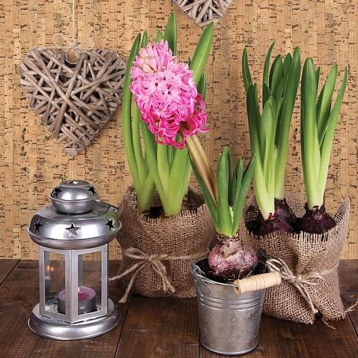 Настенная пробка Corkstyle Wall Design Costa